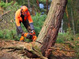 Best Tree and Shrub Care  in Leonardtown, MD