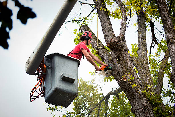 Best Tree Preservation Services  in Leonardtown, MD